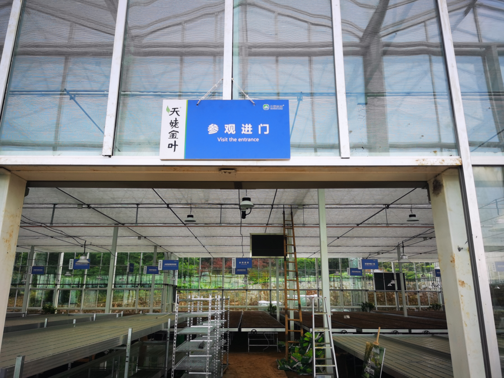 云笈科技首個打造新昌大佛龍井?dāng)?shù)字化育苗基地（天姥金葉·金山數(shù)字園）即將交付